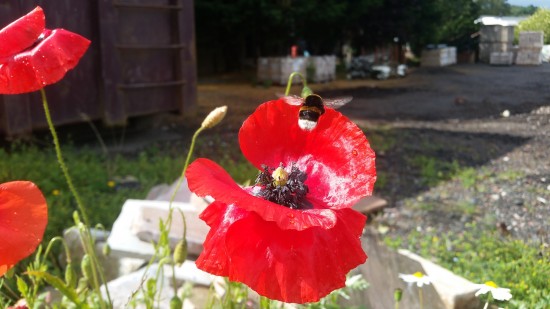 bee on flower