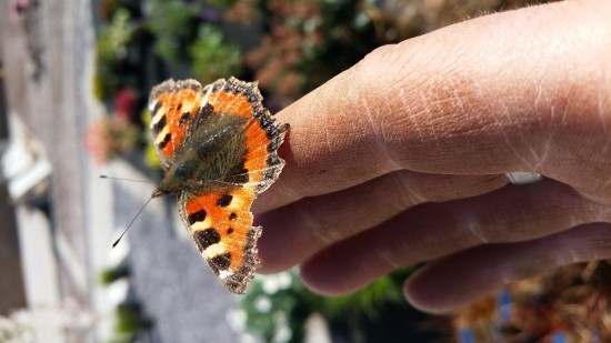 butterfly on finger