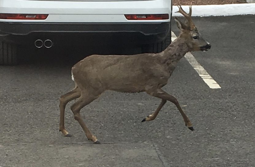 Biodiversity at Red Deer Village