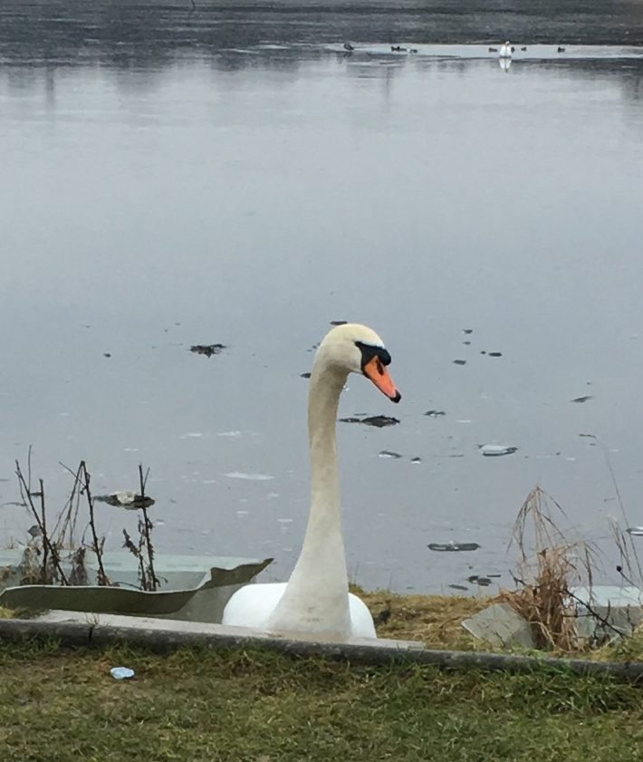 Biodiversity at Red Deer Village