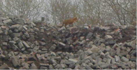 Biodiversity at Red Deer Village