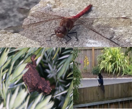 Biodiversity at Red Deer Village