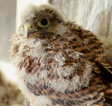 North Lanarkshire kestrel